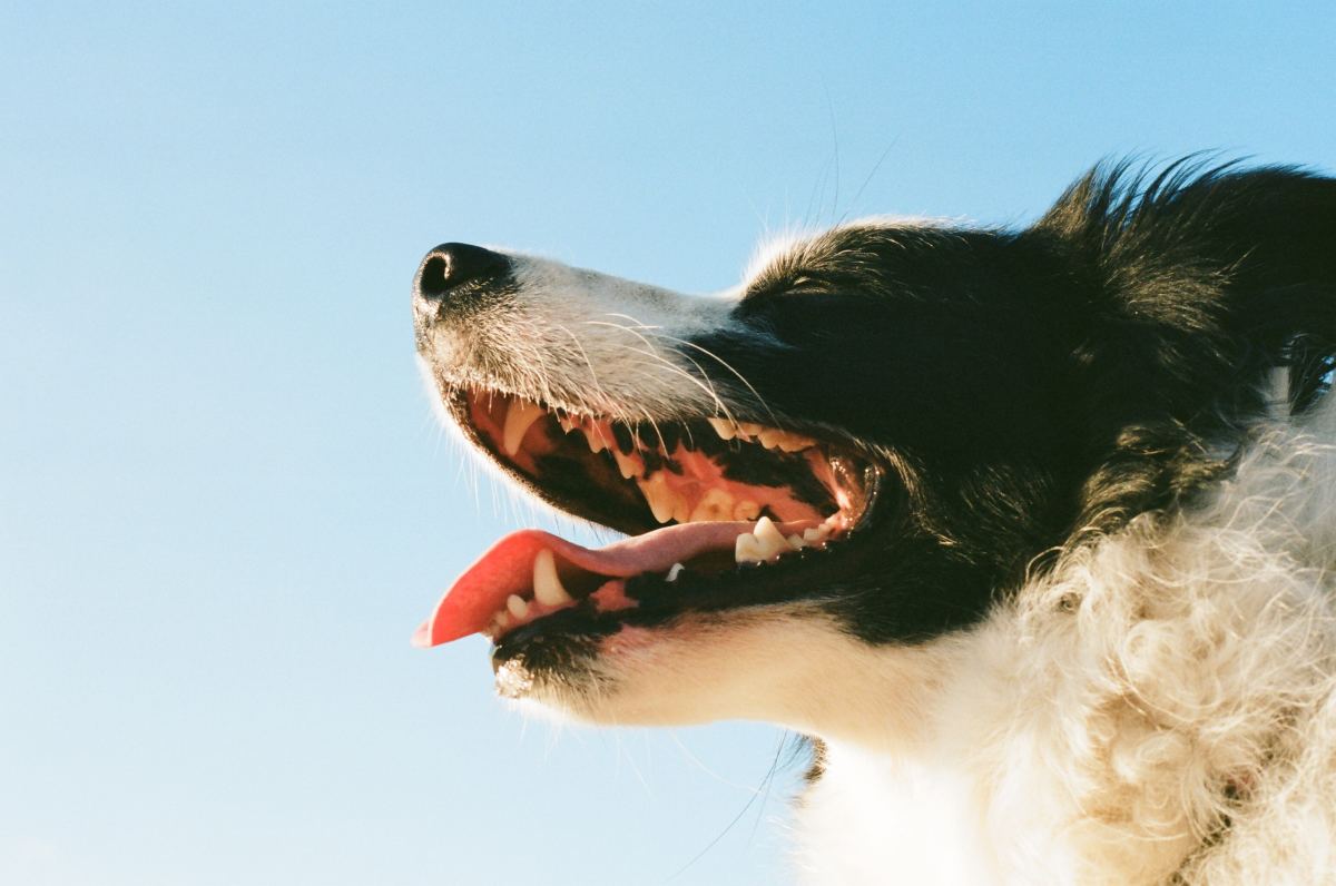 How to Brush a Dog’s Teeth Safely and Effectively