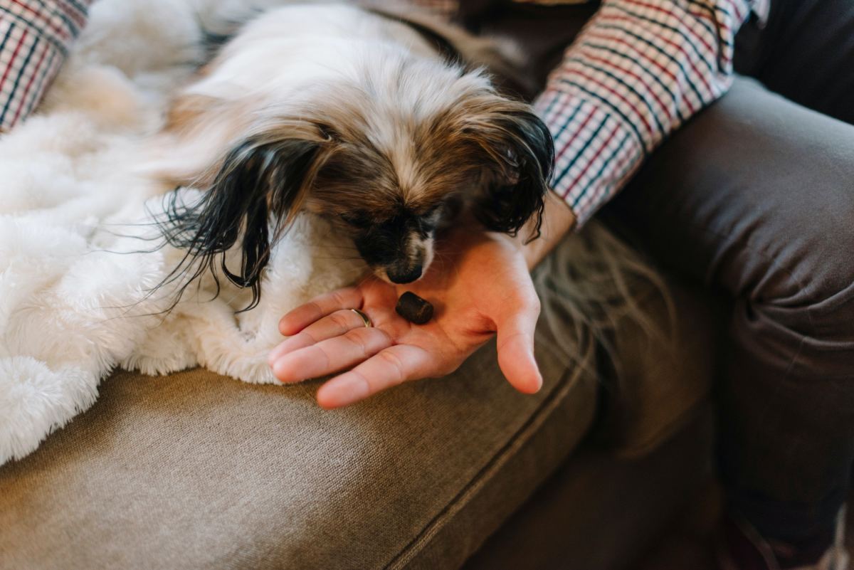CBD for Dogs: Is Cannabidiol Safe and Effective?