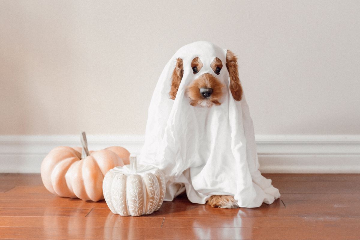 5 Halloween Dog Costumes to Get You and Your Pup in the Spirit