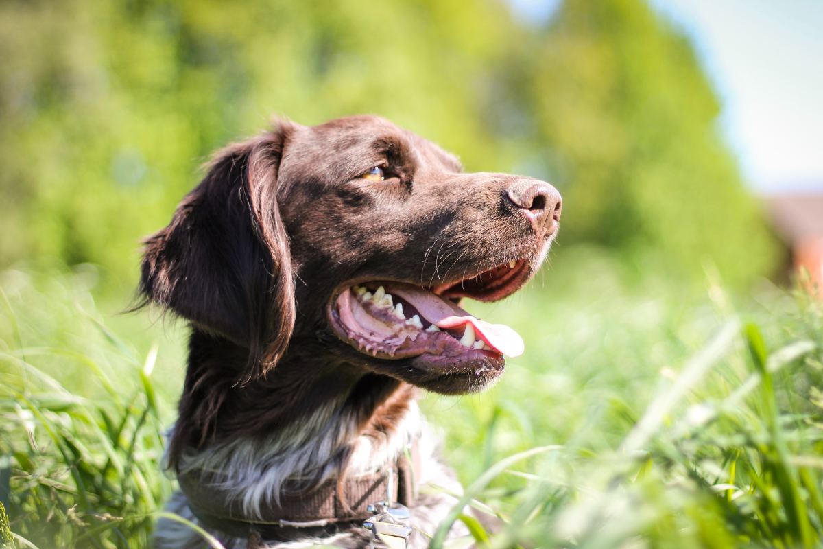 Why Do Dogs Eat Grass? Mowing Through the Myths and Misinformation