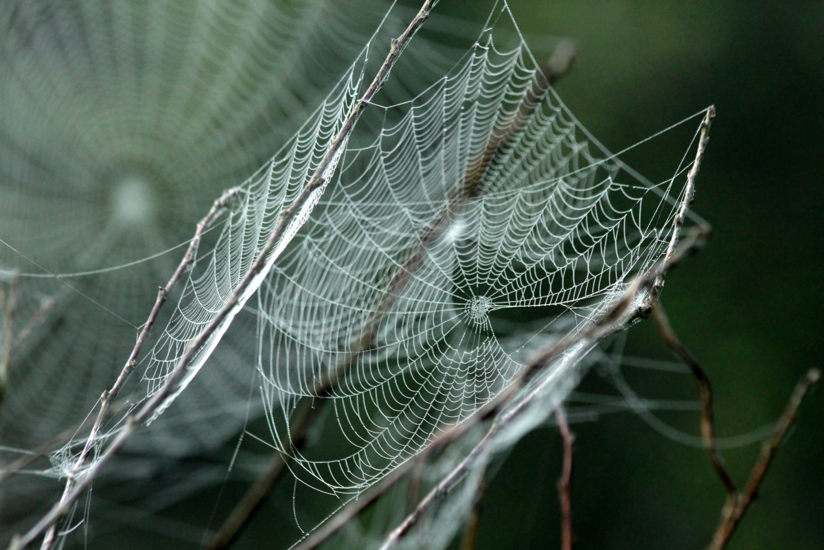 Spider Web Tattoos: Meanings, Ideas, and Pictures