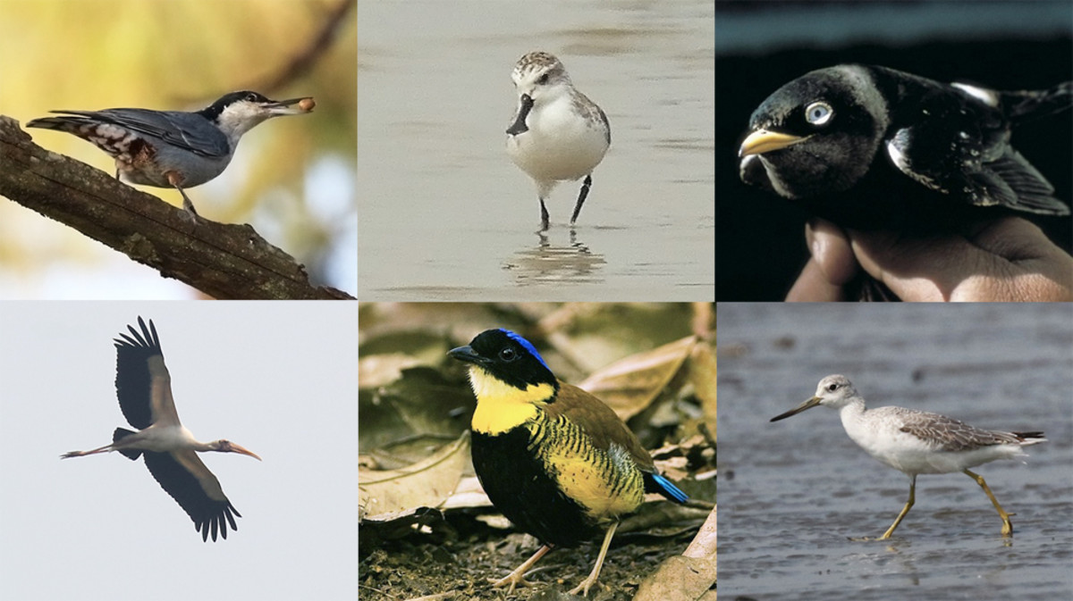Endangered Birds Of Thailand