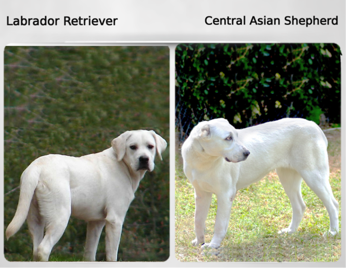 Labrador Retriever (Left) and Central Asian Shepherd (Right)