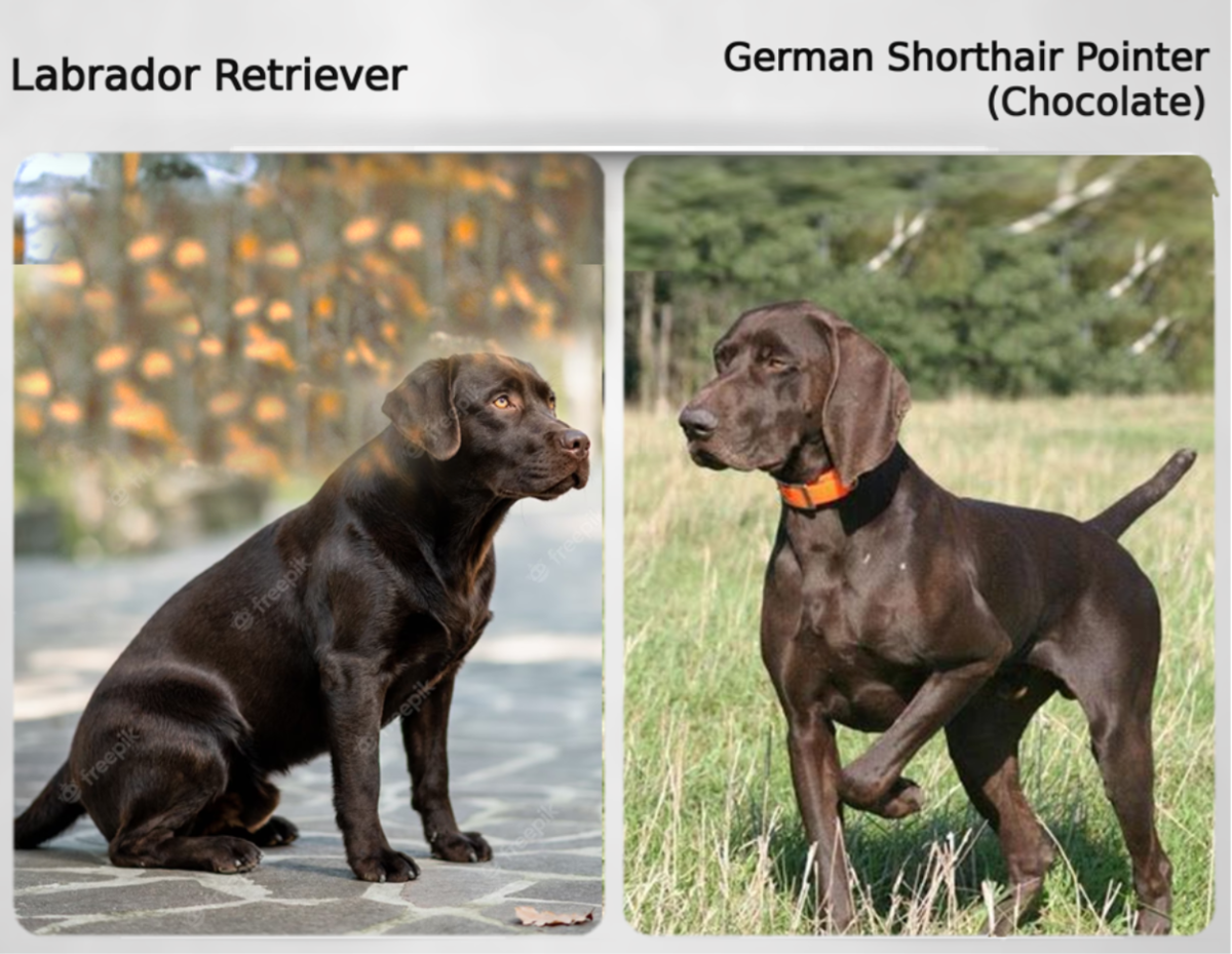 Labrador Retriever (Left) and Chocolate German Shorthair Pointer (Right)