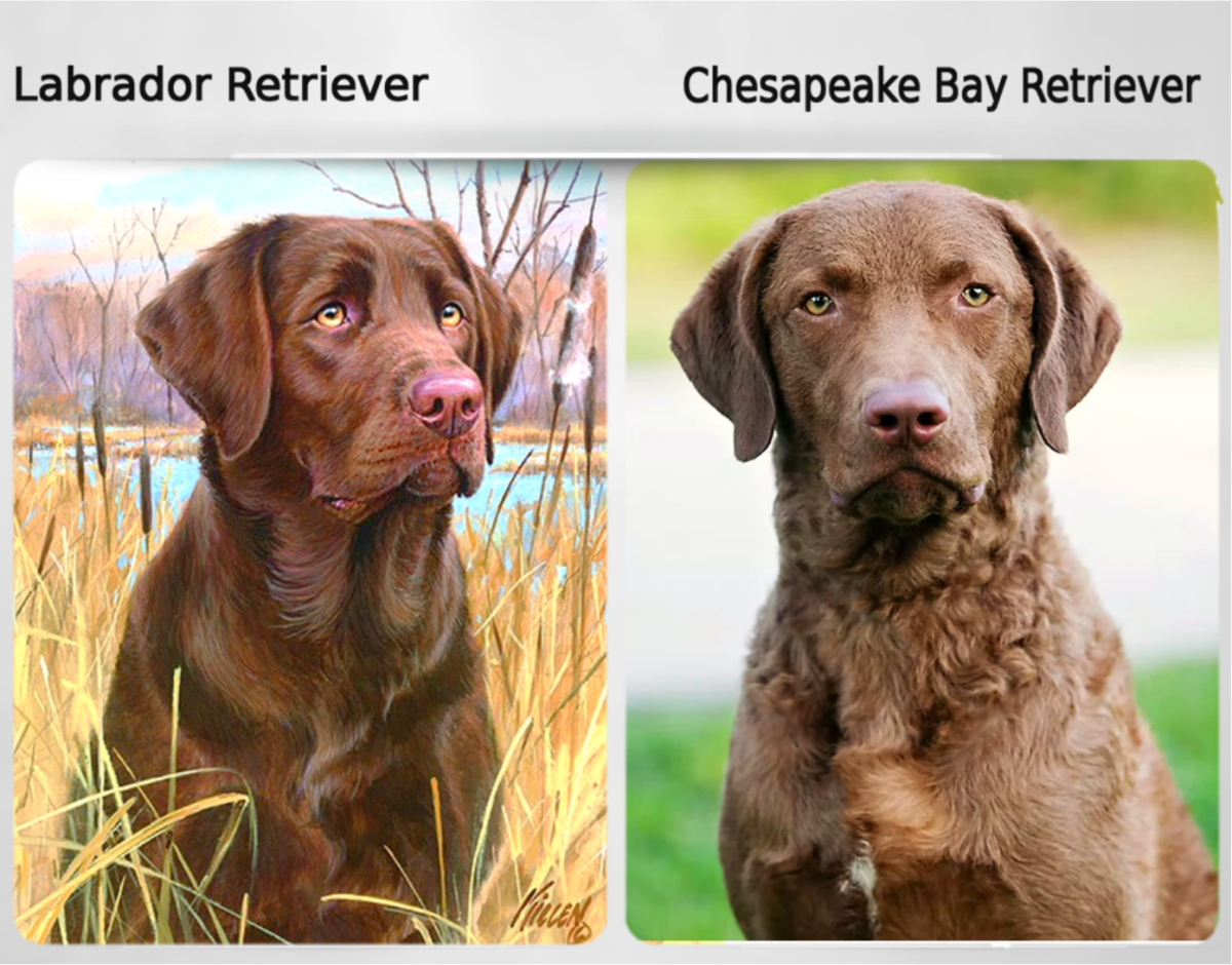 Labrador Retriever (Left) and Chesapeake Bay Retriever (Right)
