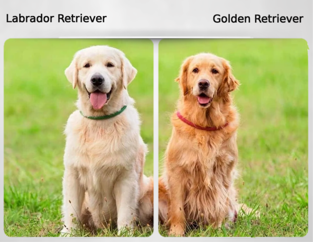 Labrador Retriever (Left) and Golden Retriever (Right)