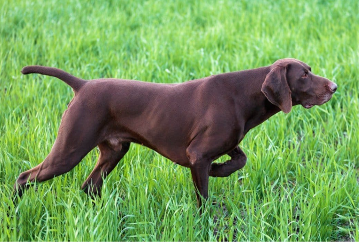 Chocolate German Shorthaired Pointer