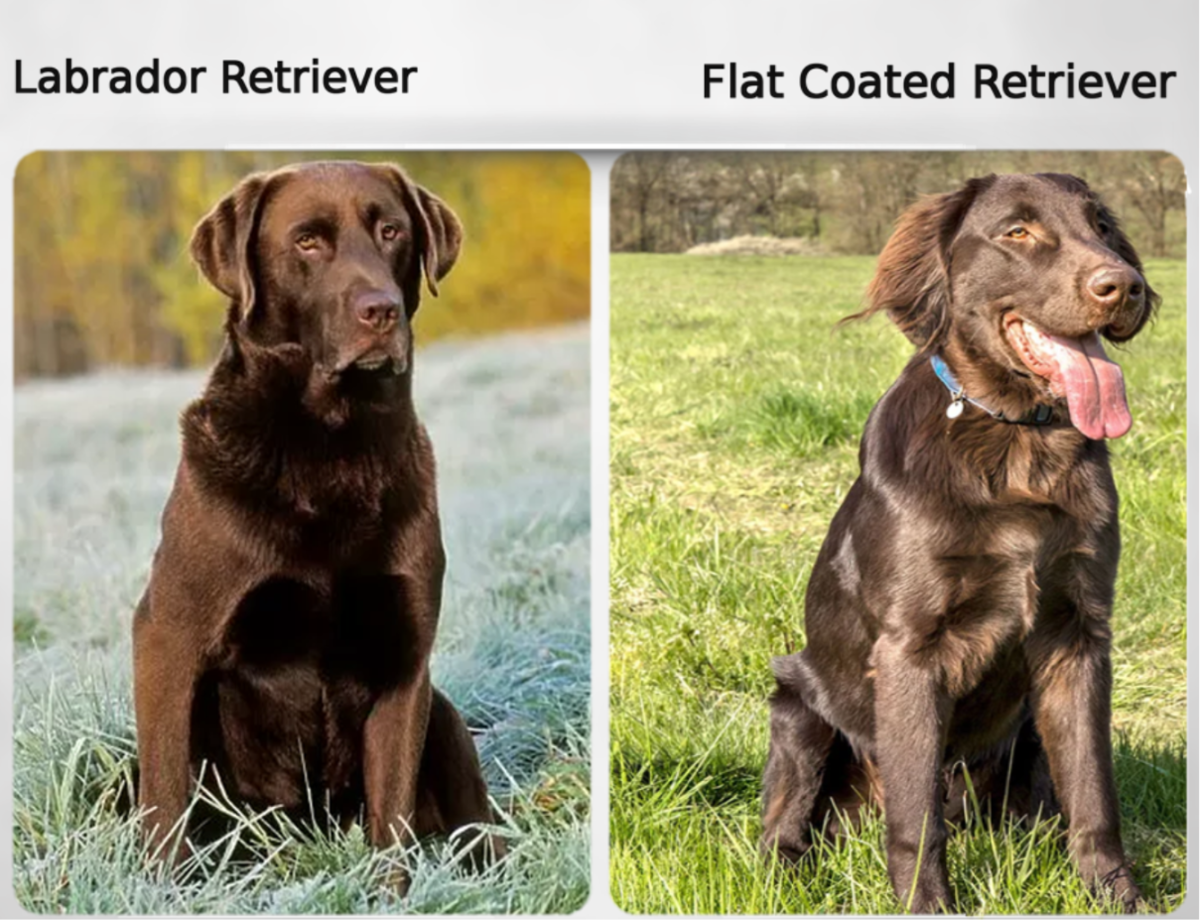 Labrador Retriever (Left) and Flat Coated Retriever (Right)