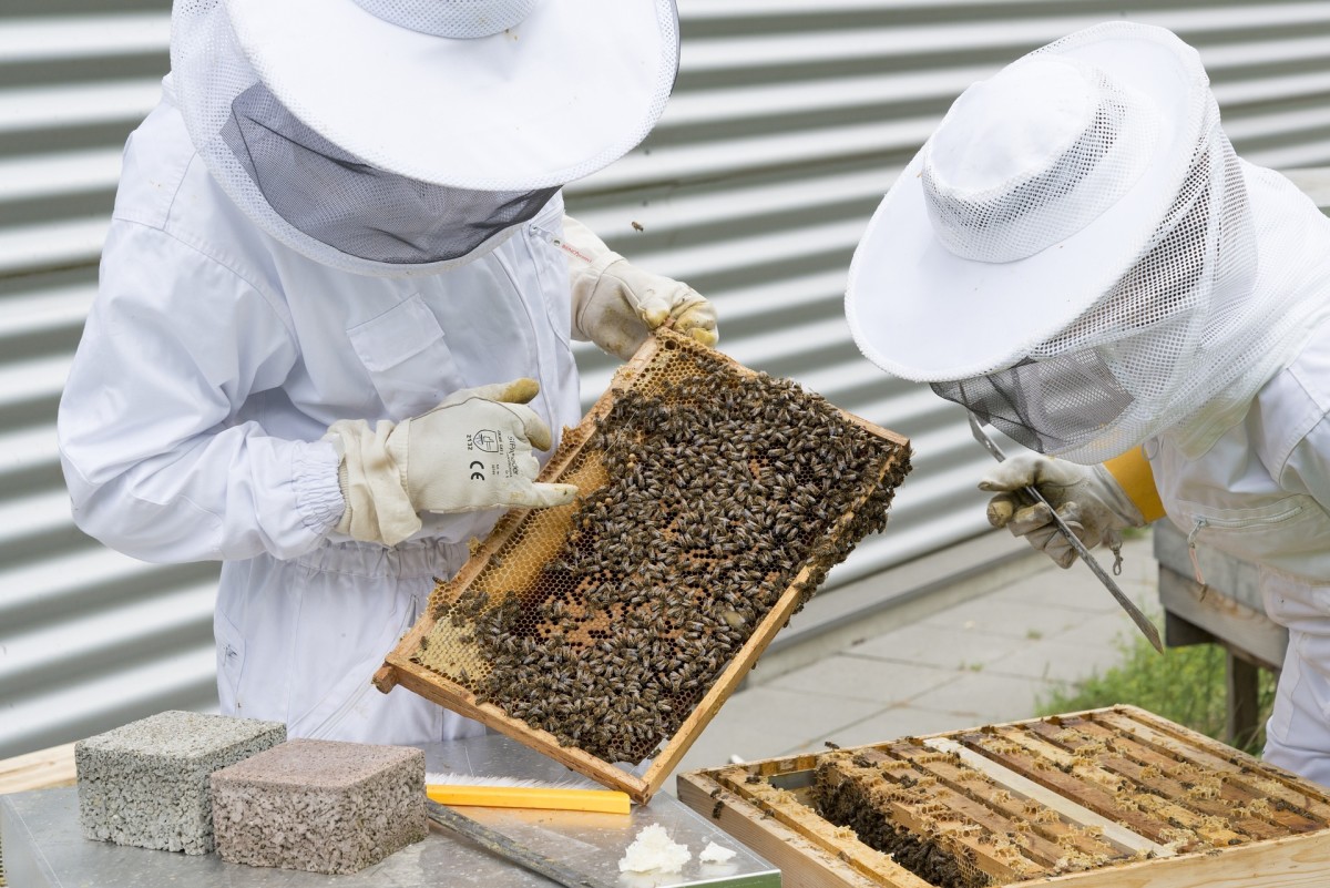 Modern Beekeeping Basics: Things to Consider and Learn Before You Begin Your Own Hive