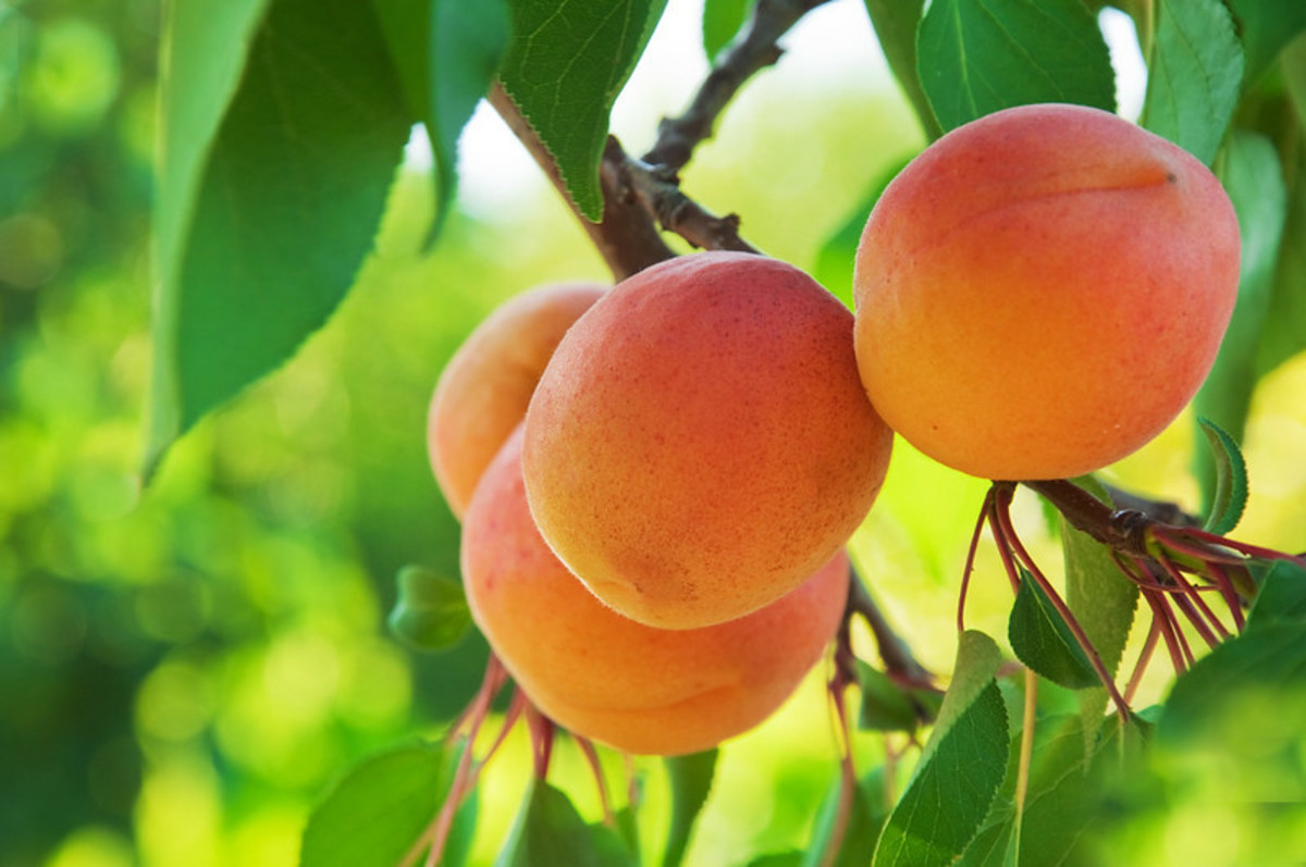 24 Impressive Benefits of Apricot –the Nutrient-Rich Fruit Everyone’s Talking About