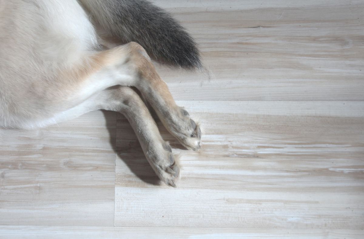 Frito Feet: Why Your Dog's Paws Smell Like Corn Chips – Dogster