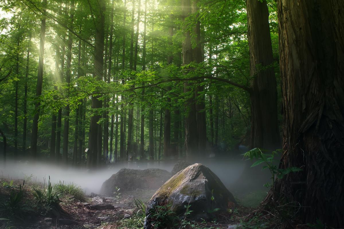 10 Pieces of Classical Music Inspired by Trees
