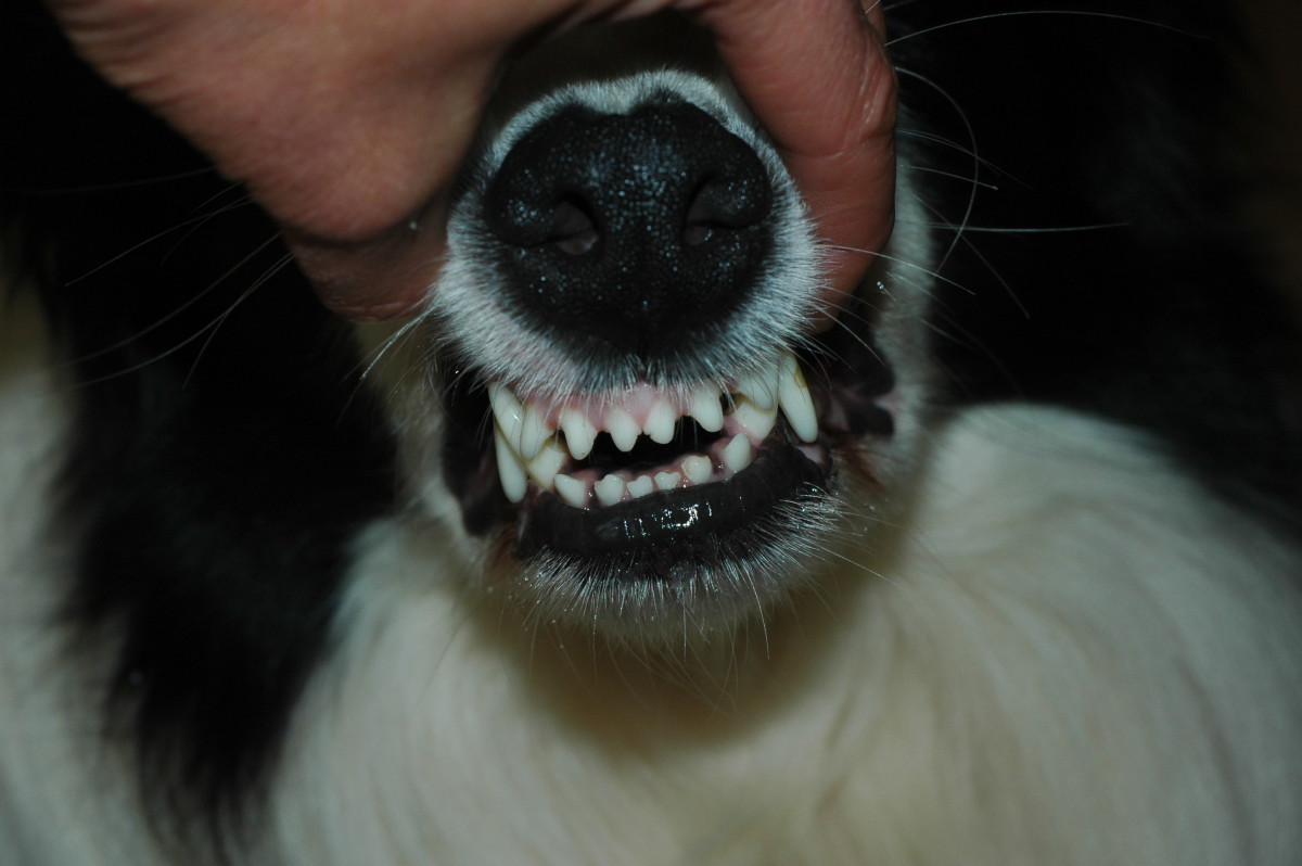 How to Inspect a Dog's Teeth to Determine His Age PetHelpful