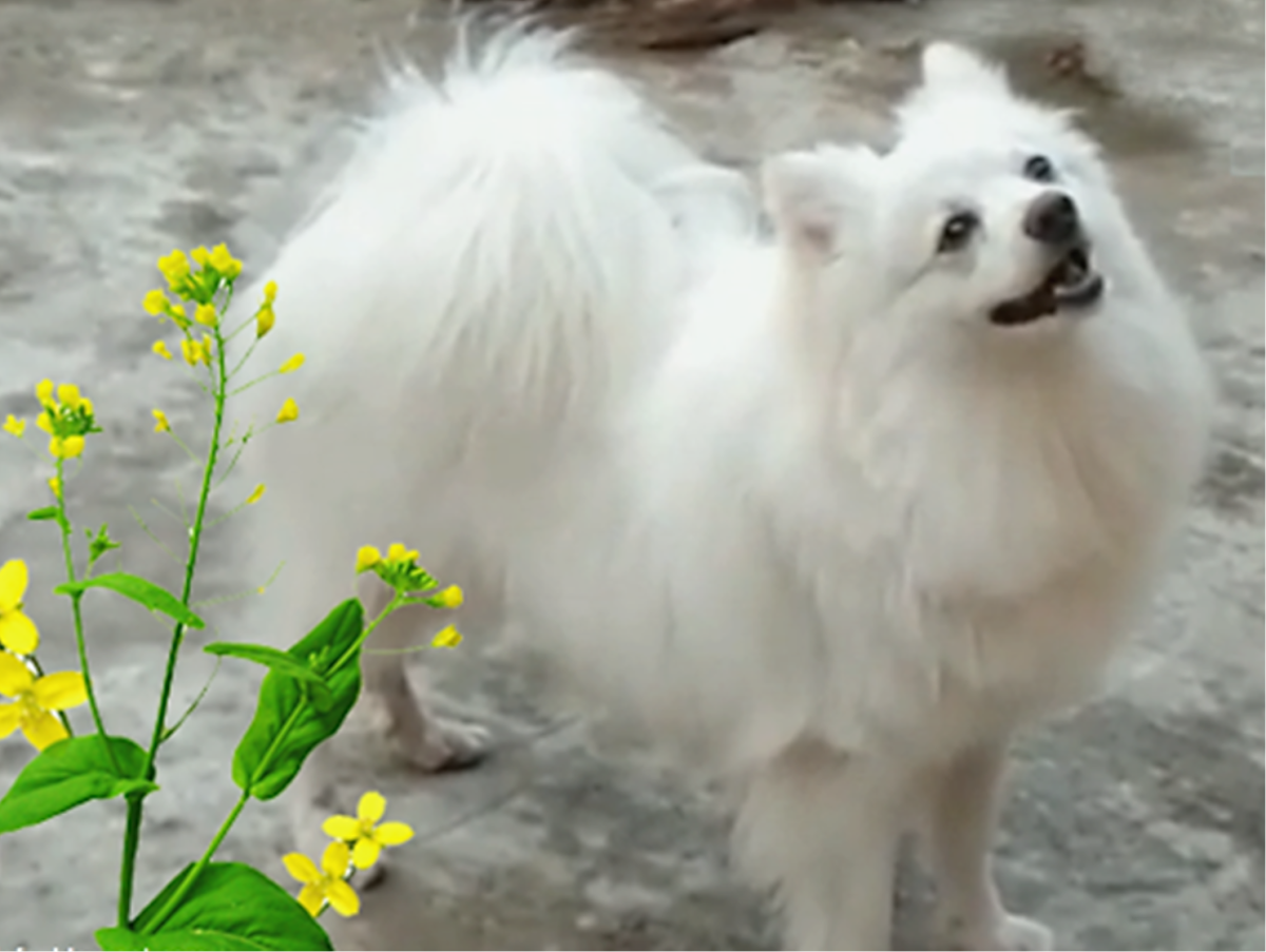 Indian Spitz: Breed Information, Facts and Characteristics