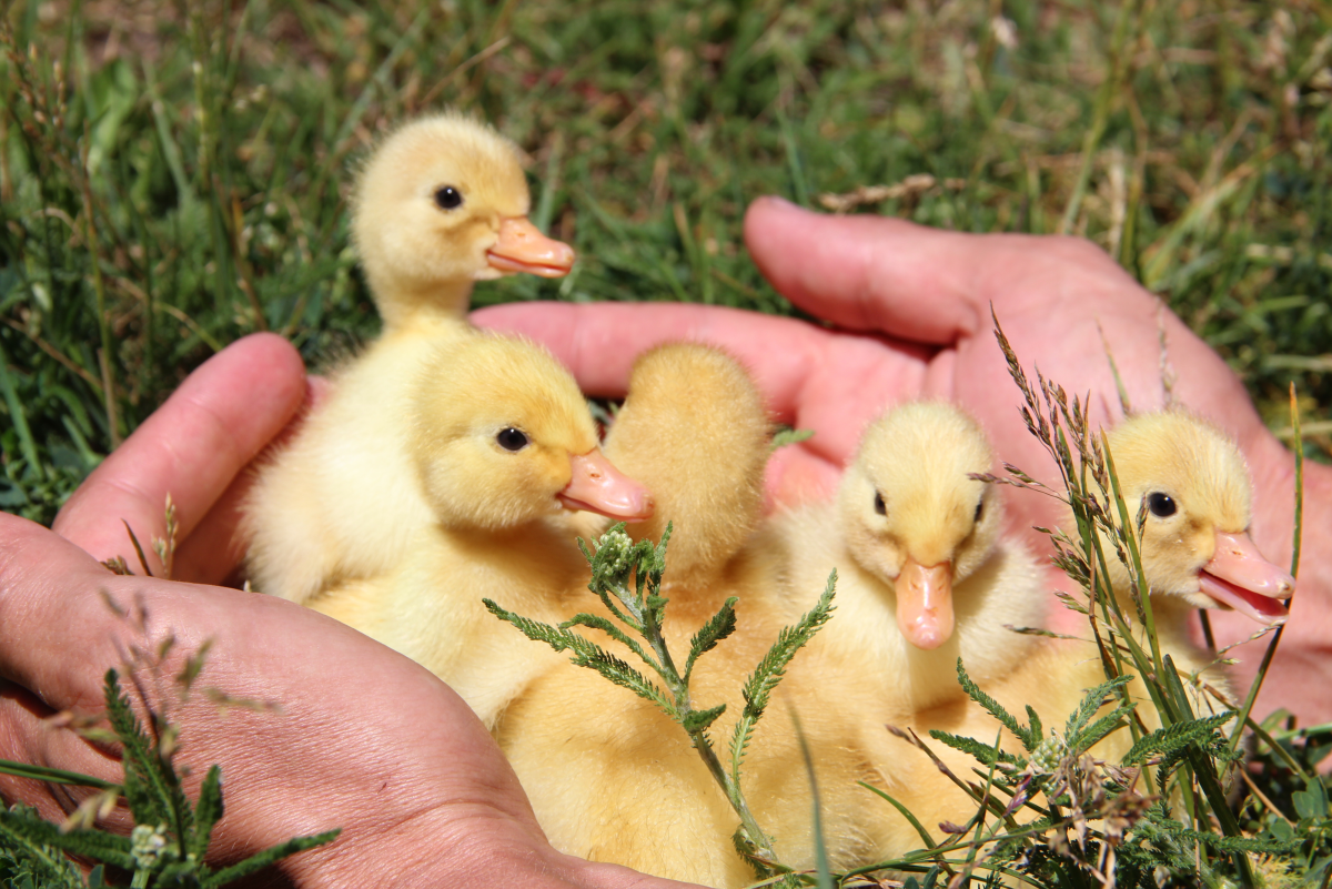 Should Ducklings Be Fostered Until They Can Be Released?