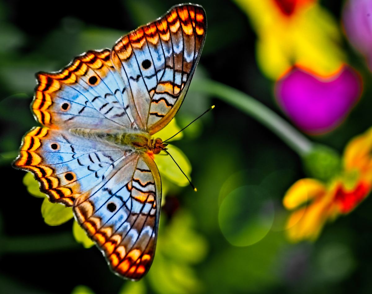 A Social Butterfly (Poem)