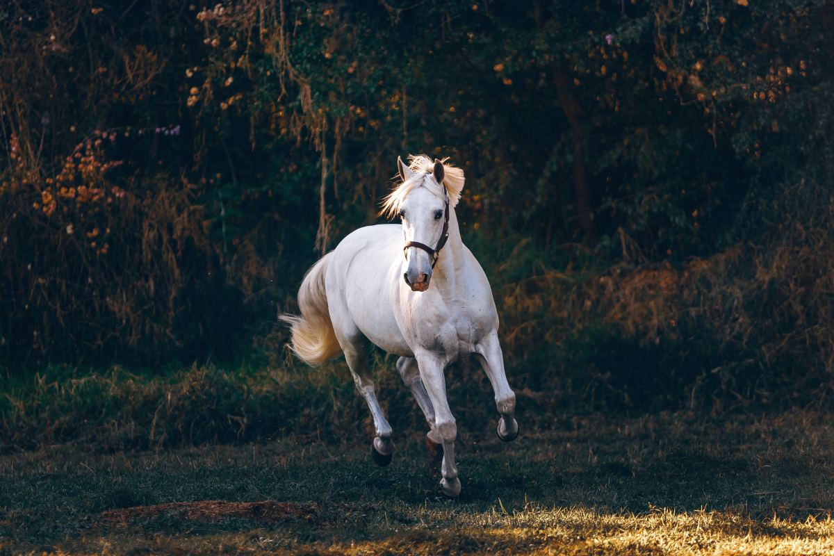 when-happens-when-you-fall-off-a-horse-letterpile