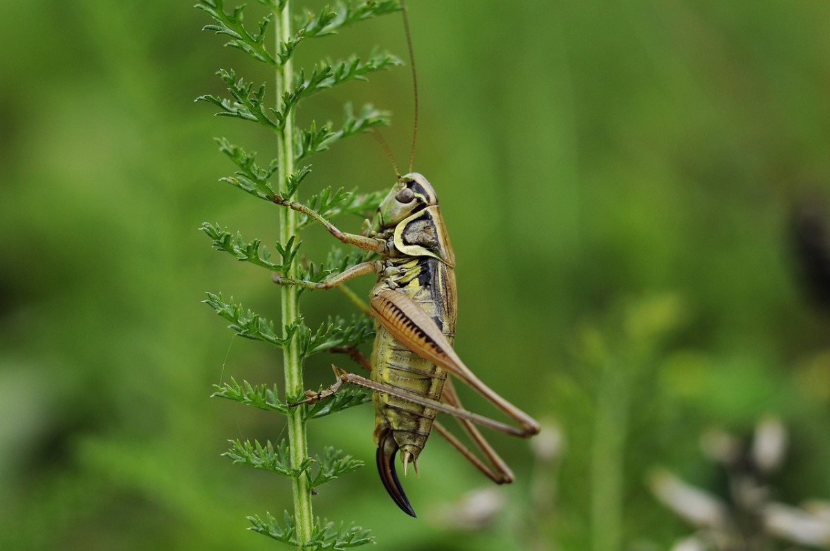 20 Insect Names in Hindi - Owlcation