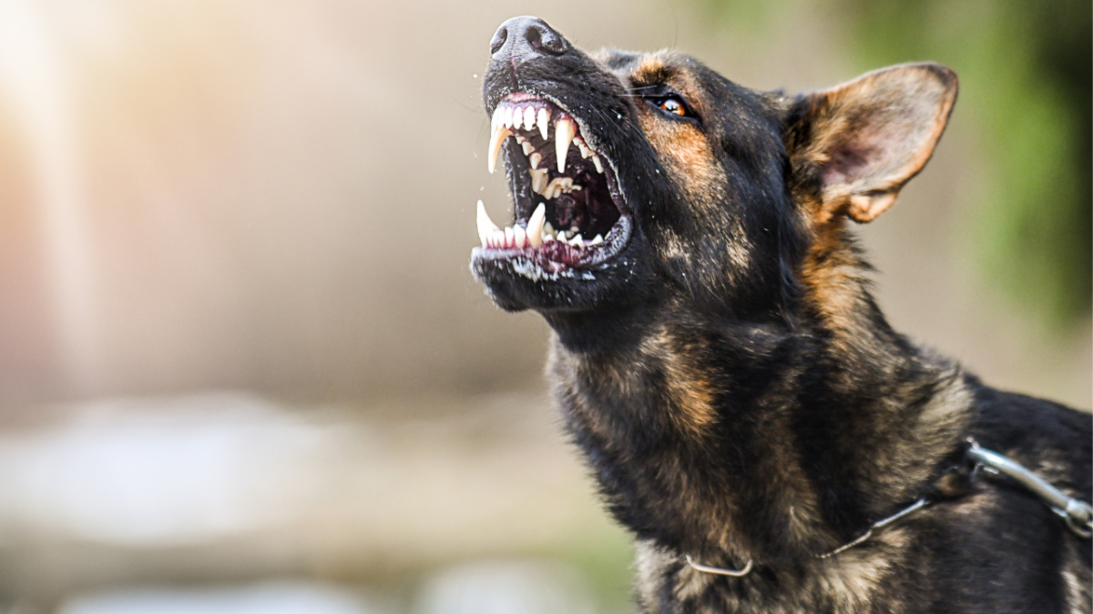 Help, My German Shepherd Doesn't Like Guests: Tips to Reduce Territoriality