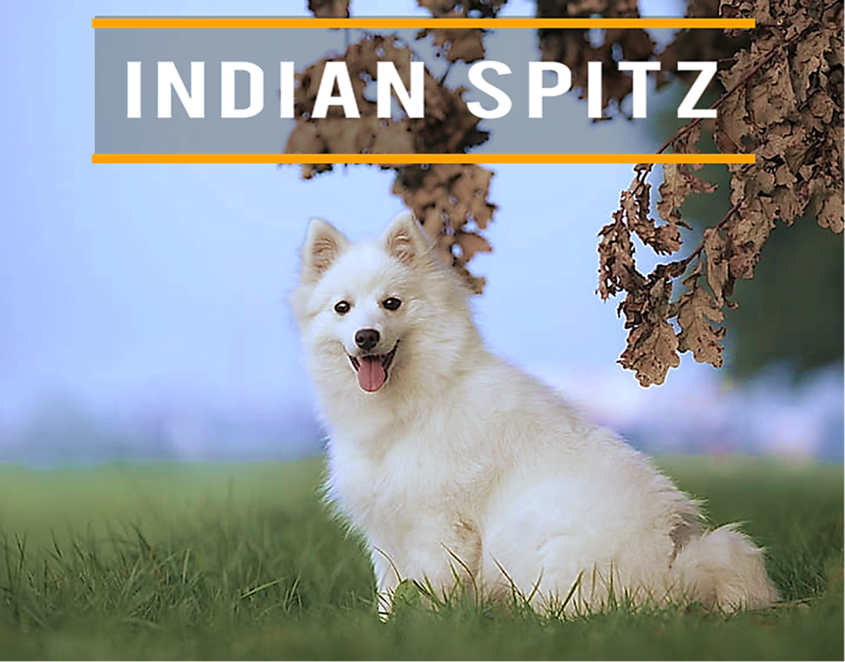 15 Things to Consider Before Owning an Indian Spitz