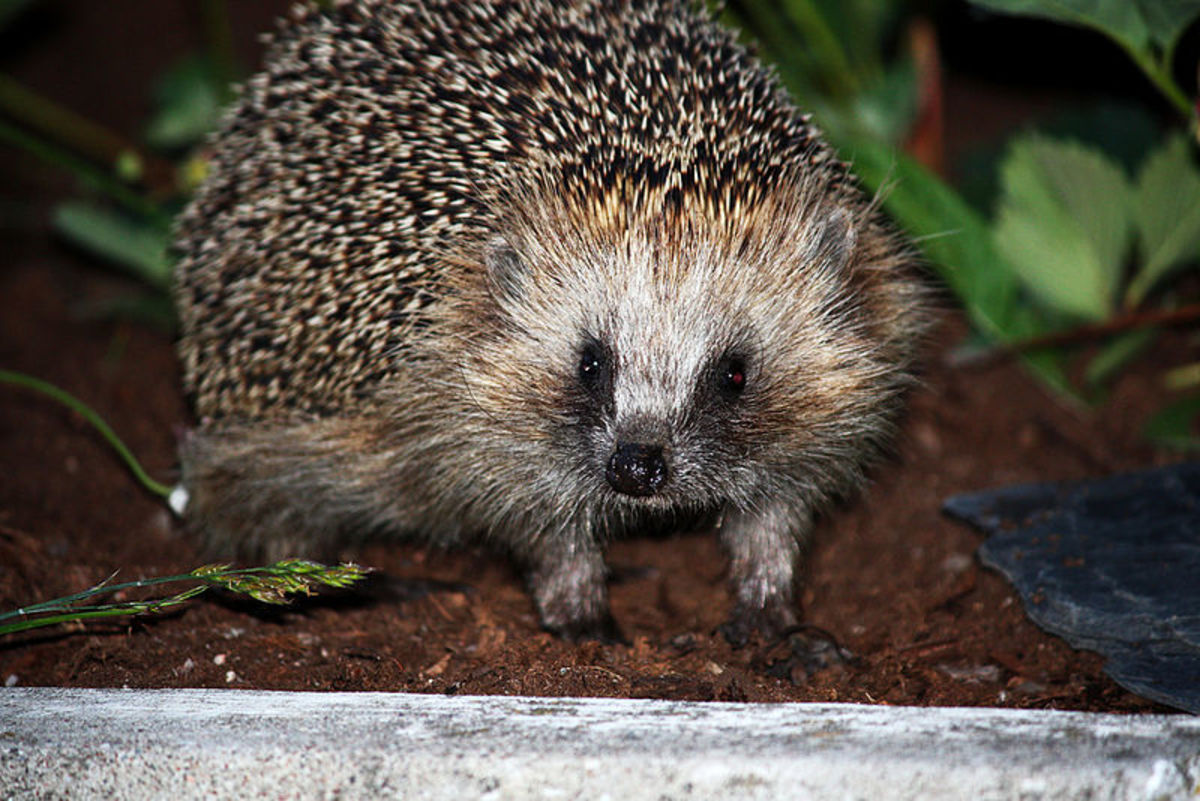 Exotic Pets Fun for the Family Home, and Safe for Kids! HubPages