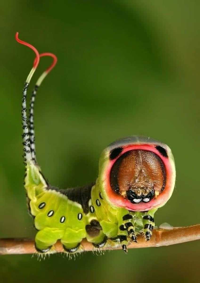 The Metamorphosis of the Extraordinarily Snake-Like Elephant Hawk-Moth  Caterpillar - Owlcation