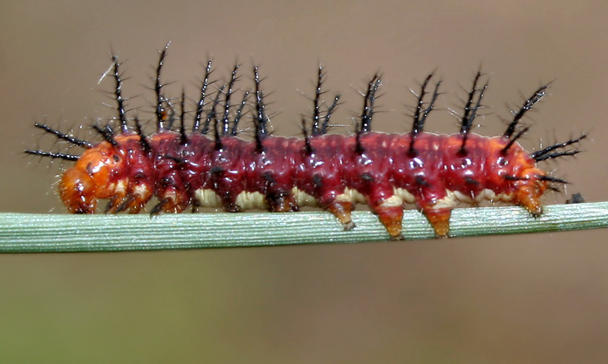 Caterpillars That Will Make You Smile or Scare the Bajeezers Out of You