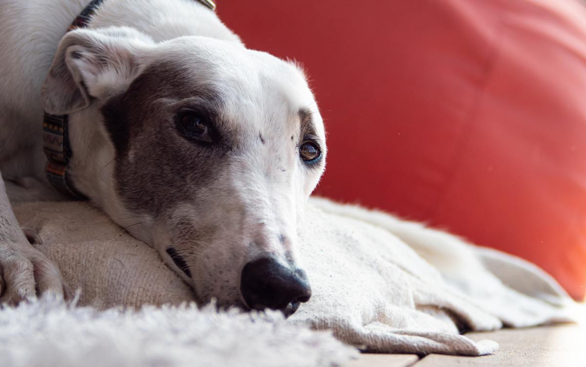 Are Greyhounds Good With Kids? The Pros and Cons Say "Yes" PetHelpful