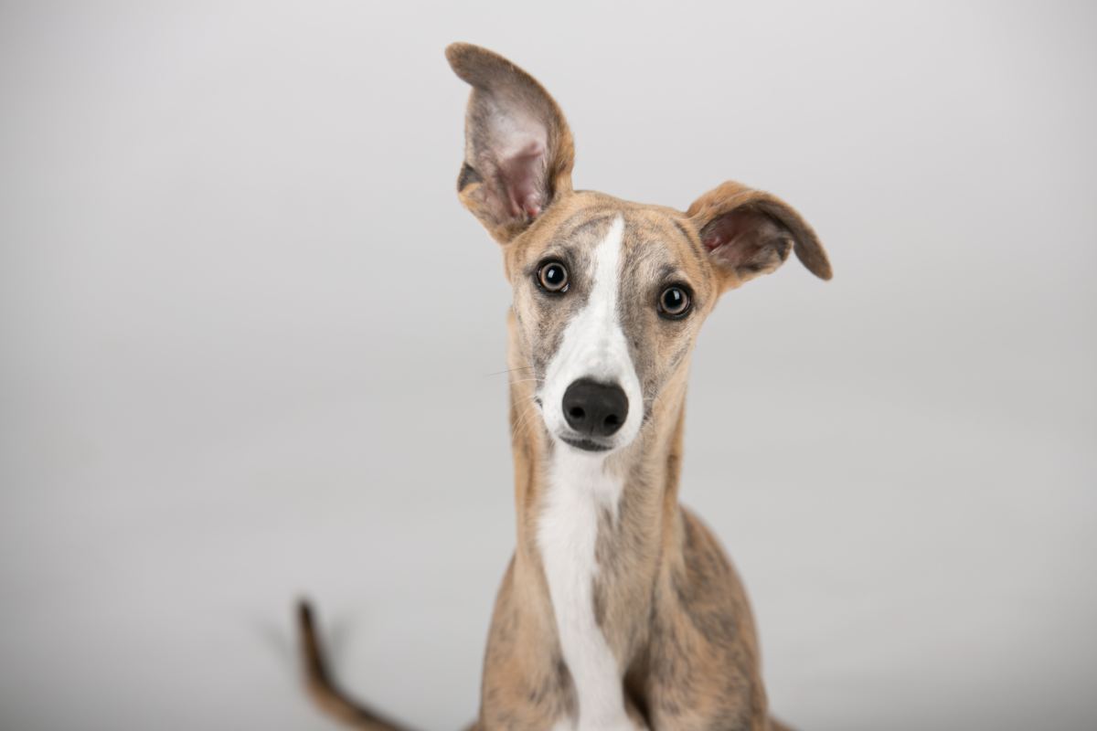 Are Greyhounds Good With Kids? The Pros and Cons Say "Yes" PetHelpful