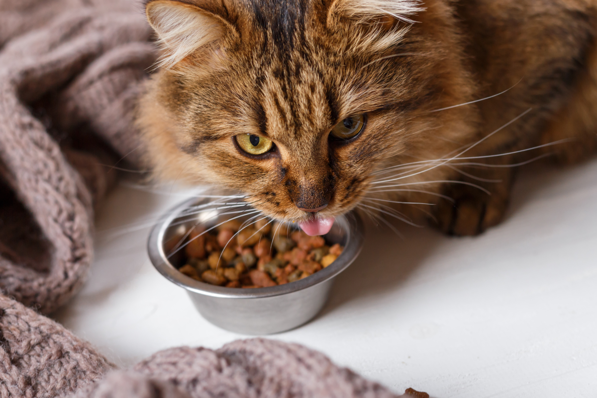 Will My Cat Get Sick If She Only Eats Dry Food?