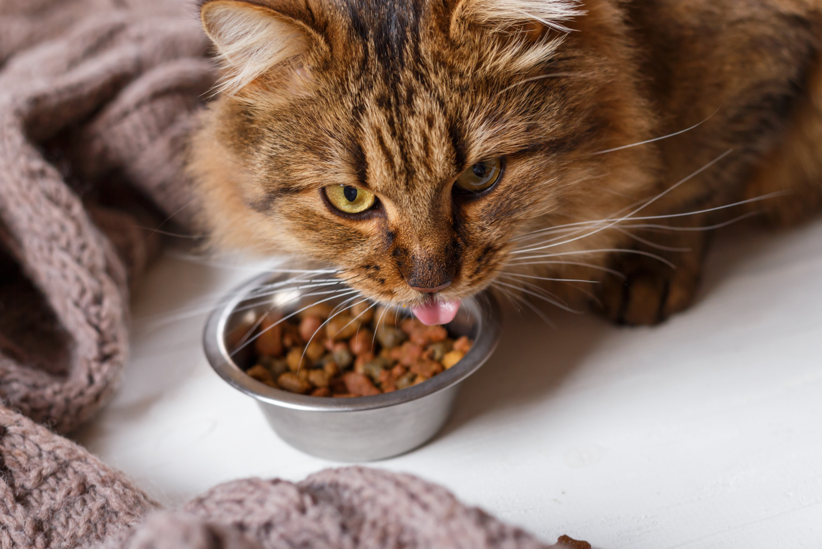 Will My Cat Get Sick If She Only Eats Dry Food PetHelpful