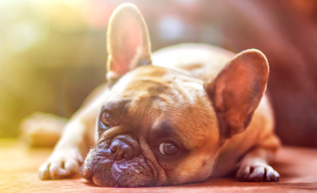 What to Do for a Dog With an Upset Stomach