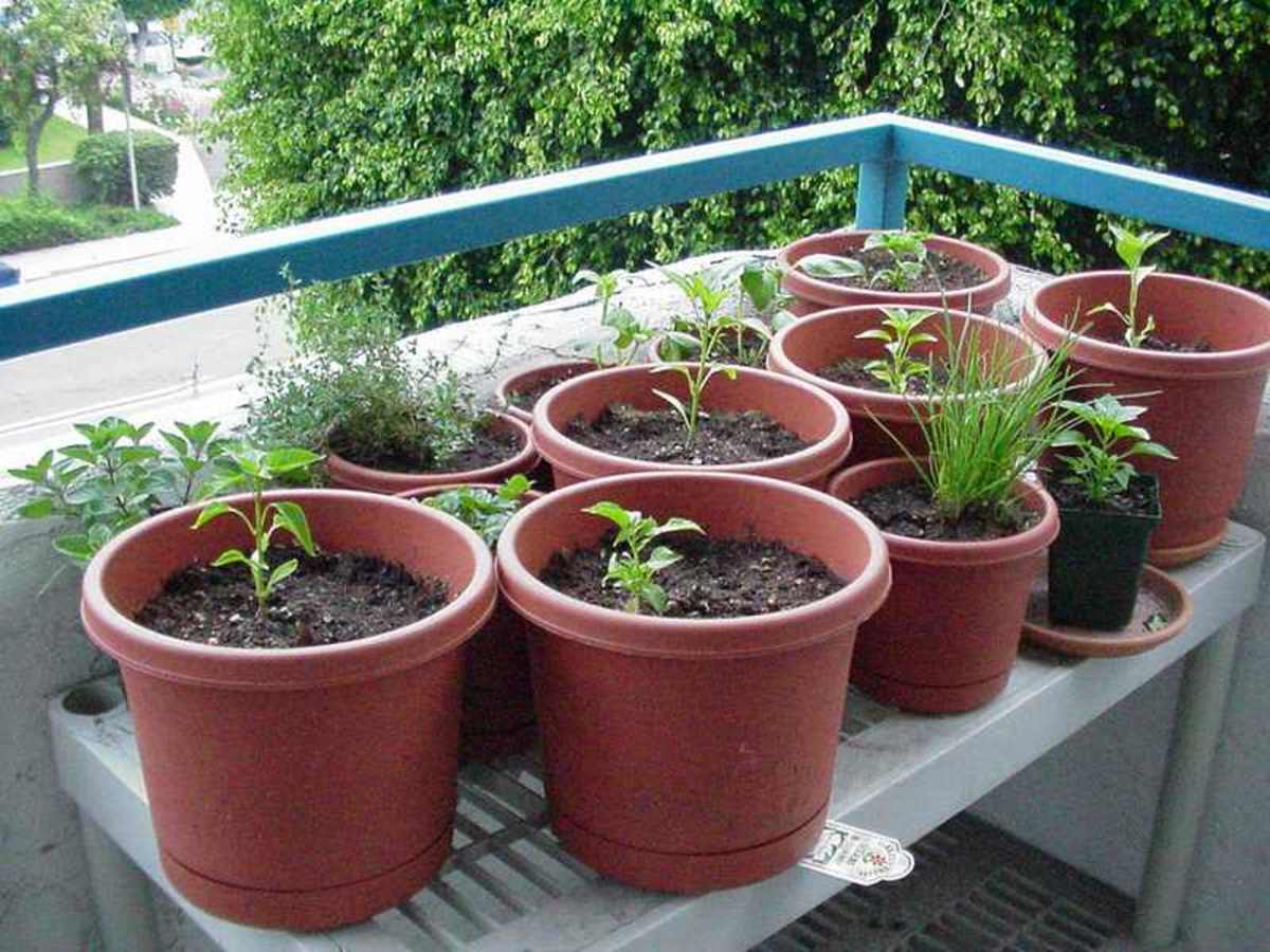 How To Vegetable Garden In Containers