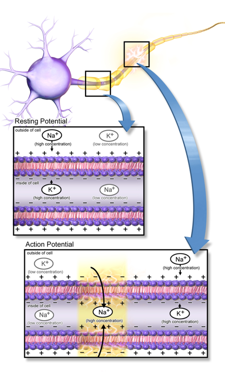 How Do Ions Facilitate Action Potentials of Brain Cells?