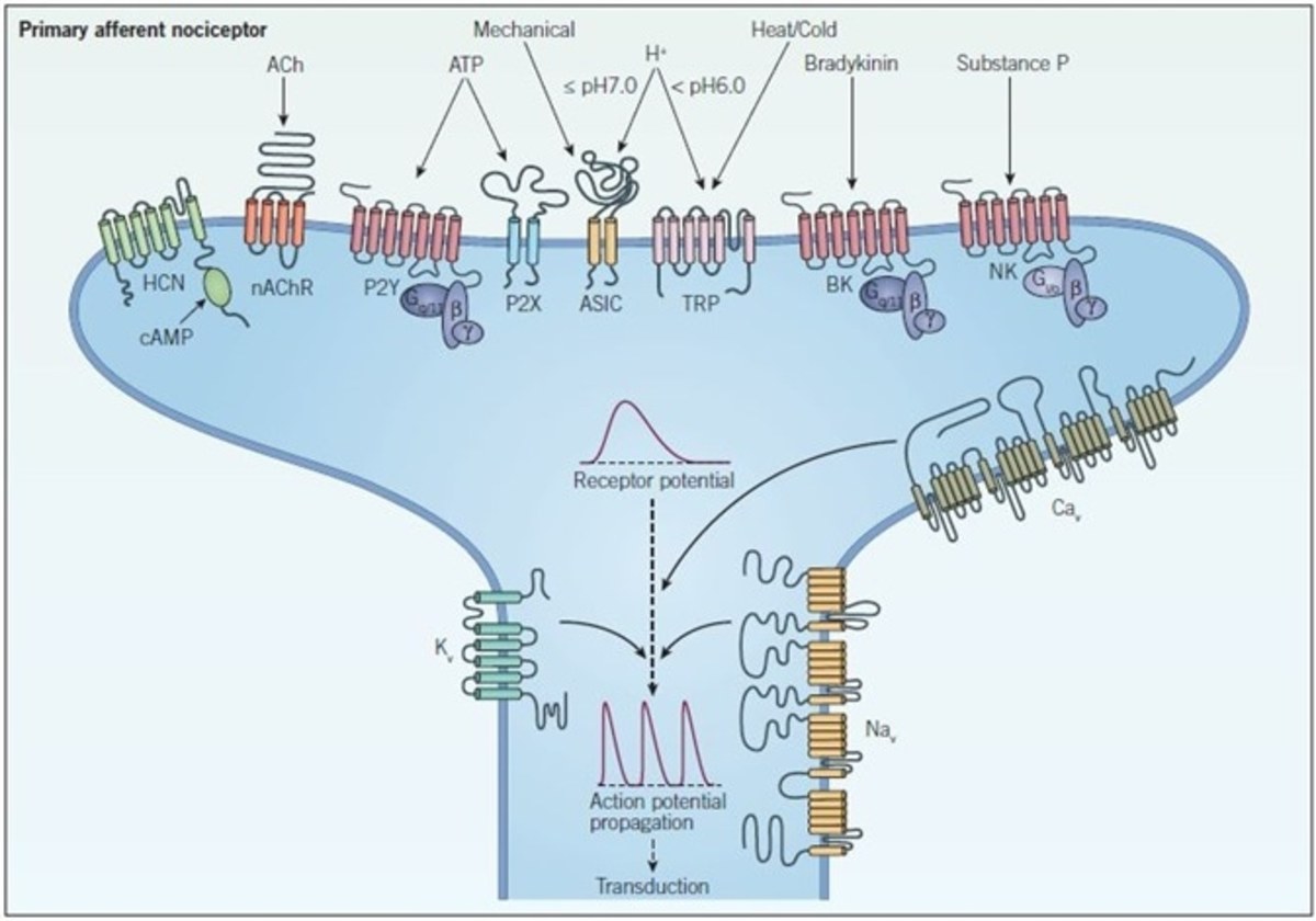 How Do Ions Facilitate Action Potentials of Brain Cells? Owlcation