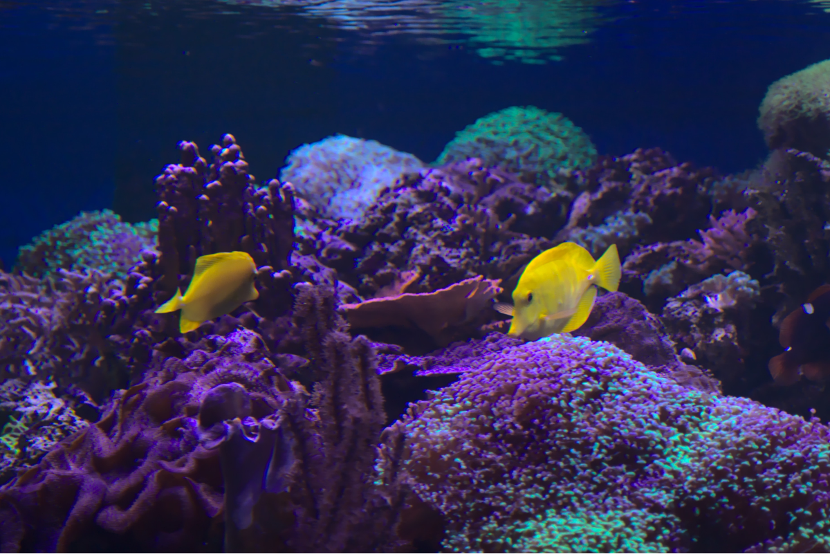 10 Spectacular Yellow Fish
