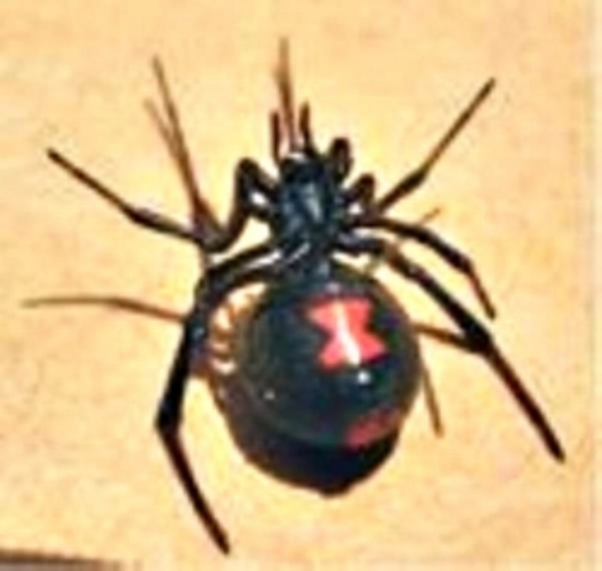 Black Widow Spider and Venom