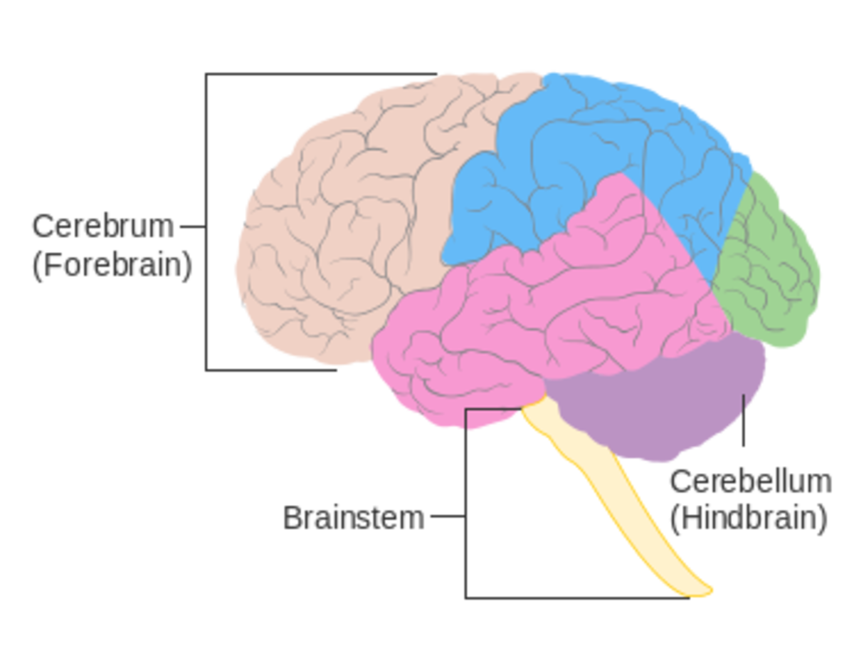 The 3 Main Parts of the Human Brain