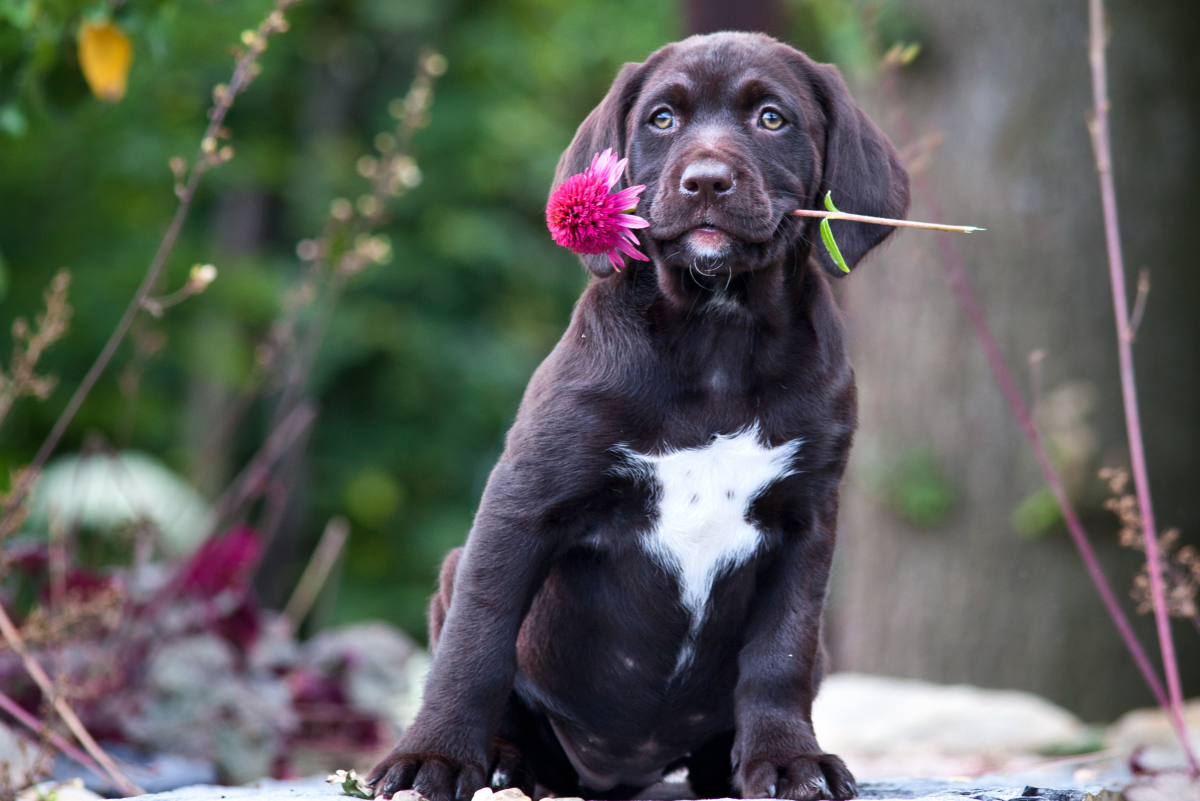 https://images.saymedia-content.com/.image/t_share/MTk4Mzg0OTcxMzE1MDI5NTUw/dog-destroying-plants.png