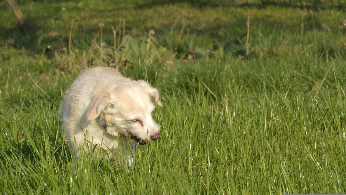 Why Do Dogs Eat Grass Frantically? Plus Remedies to Help