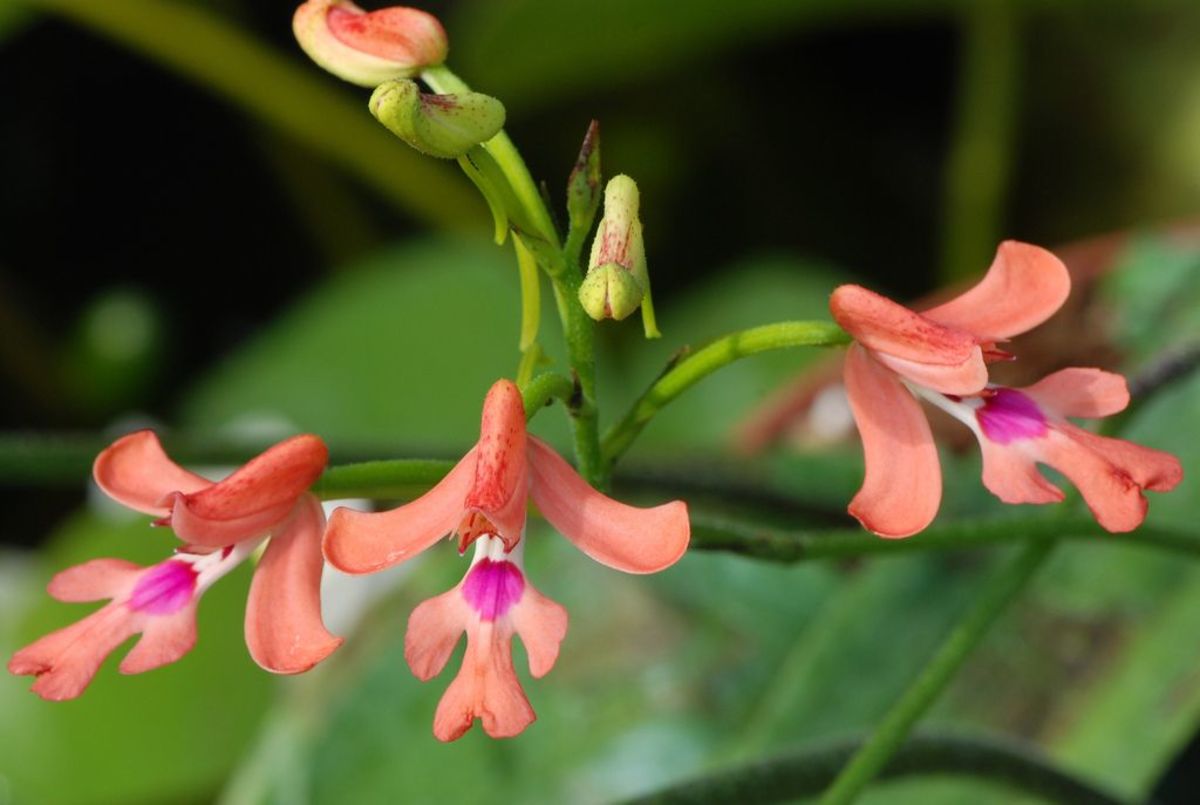 The Endemic Orchids of Madagascar