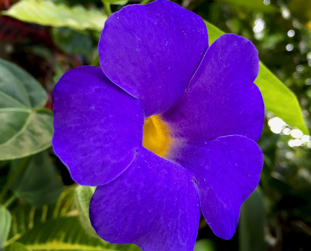 5 Easy-to-Grow Tropical Vines With Dazzling Blue Flowers