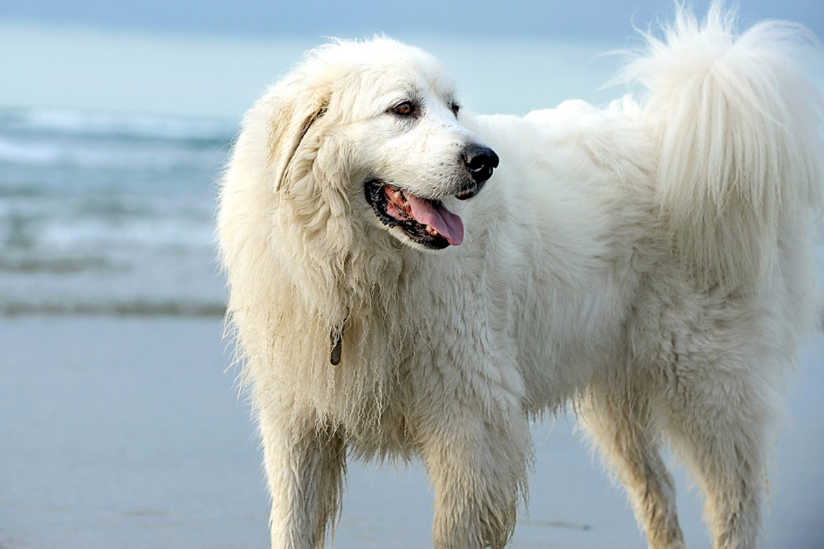 Large white long haired dog breeds best sale