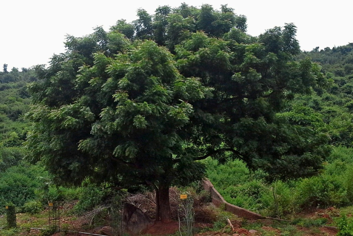 Interesting Facts About the Neem Tree: Description and Uses