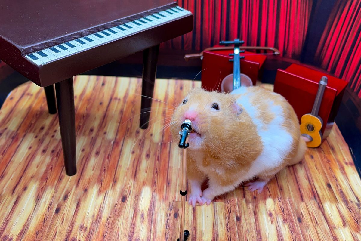 40 Songs About Hamsters