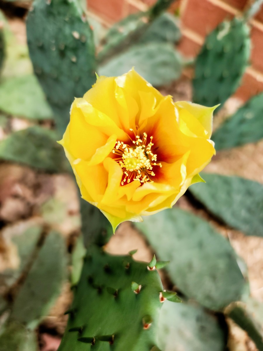A Simple Guide To Growing Prickly Pear Cactus