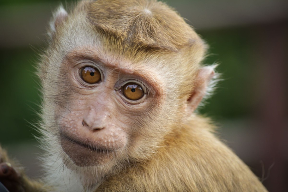 Characteristics of Monkeys - HubPages