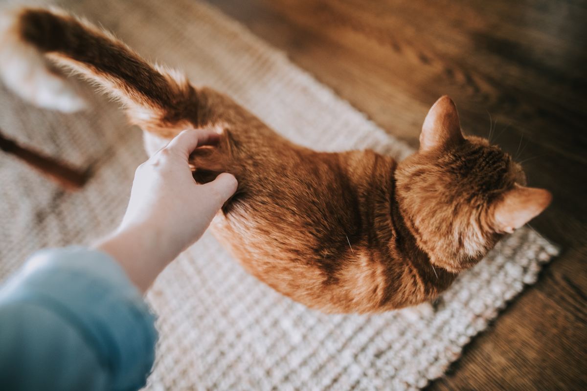 Why Does My Cat Flick His Tail On Me at Joyce Ropp blog