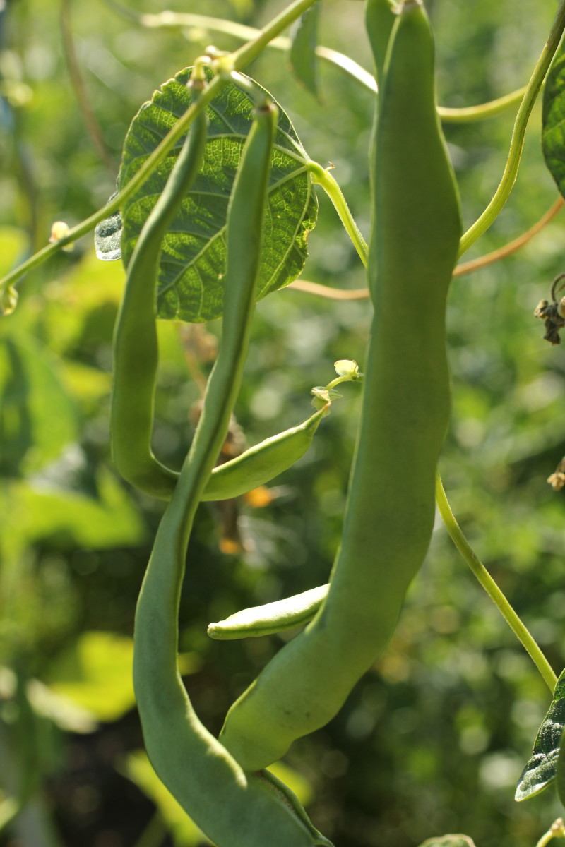 Achieving Success With Pole Beans and Bush Beans Dengarden