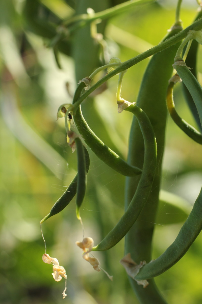 achieving-success-with-pole-beans-and-bush-beans-dengarden